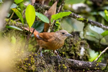 Yeşil yağmur ormanlarındaki güzel kahverengi kuş, Serrinha do Alambari, Rio de Janeiro, Brezilya
