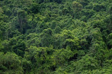 Dois Rios Sahili, Ilha Grande, Rio de Janeiro, Brezilya 'daki güzel yeşil yağmur ormanları.