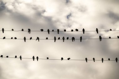 Dois Rios Village, Ilha Grande, Rio de Janeiro, Brezilya 'da elektrik hatlarında oturan kırlangıçlar
