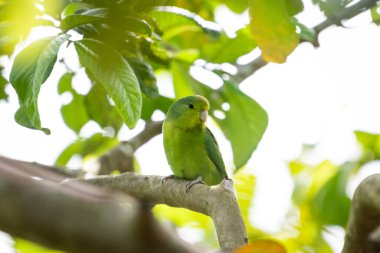 Yağmur ormanlarında küçük yeşil kanatlı Parrotlet, REGUA, Rio de Janeiro, Brezilya