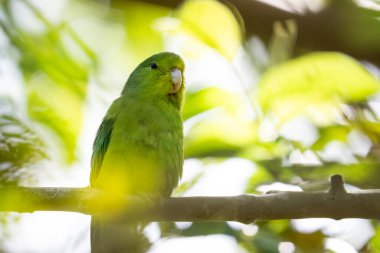 Yağmur ormanlarında küçük yeşil kanatlı Parrotlet, REGUA, Rio de Janeiro, Brezilya