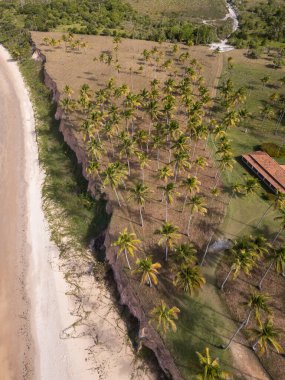 Cumuruxatiba, Güney Bahia, Brezilya 'da hindistan cevizi palmiyeleri olan ıssız bir sahile güzel bir hava manzarası.
