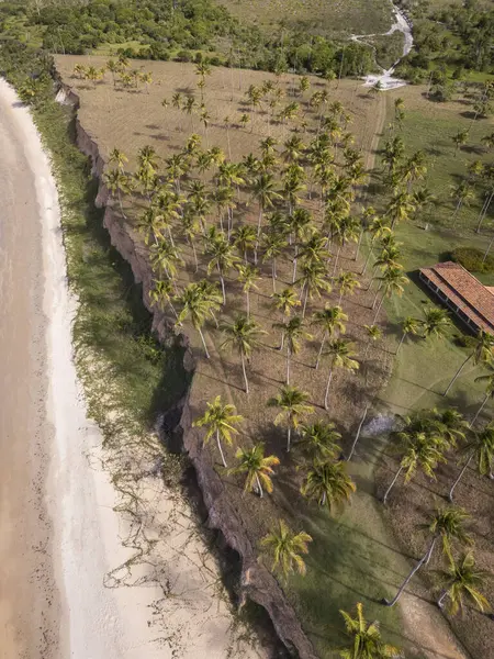 Cumuruxatiba, Güney Bahia, Brezilya 'da hindistan cevizi palmiyeleri olan ıssız bir sahile güzel bir hava manzarası.