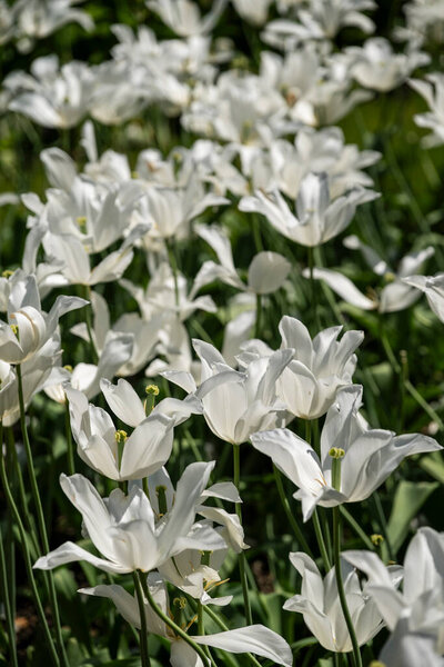 Водный сад в средневековом старинном замке в Арунделе, Великобритания