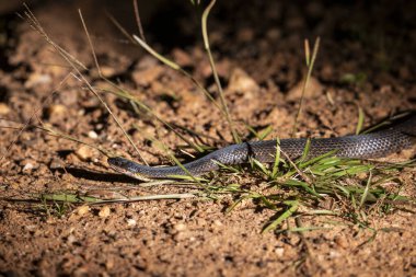 Miranda, Mato Grosso do Sul 'un Pantanal' ında yılan görmek için güzel bir manzara, Brezilya