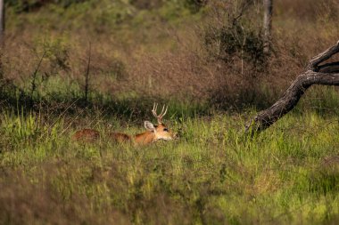 Miranda Pantanal 'da bataklık geyiği, Mato Grosso do Sul State, Brezilya