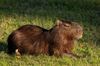 Capybara kemirgeninin sarı sığır tiran kuşu, Miranda Pantanal, Mato Grosso do Sul State, Brezilya