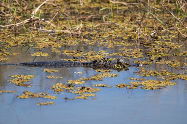 Miranda Pantanal, Mato Grosso do Sul State, Brezilya 'da gölün yanında kayman için güzel bir manzara