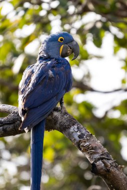 Miranda, Mato Grosso do Sul, Brezilya 'nın Pantanal' ındaki sümbül papağanına güzel bir manzara.