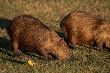 Sarı sığır tiran kuşu olan iki kemirgene güzel bir manzara, Miranda Pantanal, Mato Grosso do Sul State, Brezilya