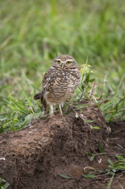 Miranda Pantanal, Mato Grosso do Sul, Brezilya 'da yuva yapan baykuşa güzel bir manzara
