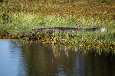 Miranda Pantanal, Mato Grosso do Sul State, Brezilya 'da gölün yanında kayman için güzel bir manzara