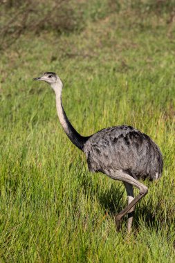 Miranda, Mato Grosso do Sul, Brezilya Pantanal 'ındaki güzel kuş manzarası
