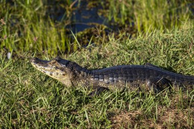 Miranda Pantanal, Mato Grosso do Sul State, Brezilya 'da gölün yanında kayman için güzel bir manzara
