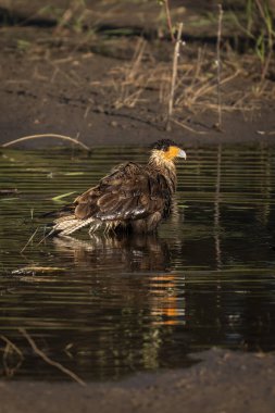 Miranda Pantanal, Mato Grosso do Sul State, Brezilya 'da gölde yüzen leş kargası şahinlere güzel bir manzara