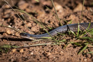 Miranda, Mato Grosso do Sul 'un Pantanal' ında yılan görmek için güzel bir manzara, Brezilya