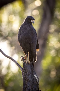 Miranda Pantanal, Mato Grosso do Sul State, Brezilya 'daki Kara Şahin Kuşuna güzel bir manzara