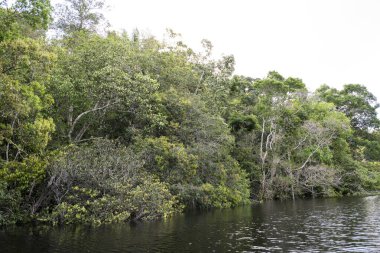 Negro River, Amazonas, Brezilya 'daki Anavilhanas Takımadası' ndaki yeşil yağmur ormanlarına güzel bir manzara