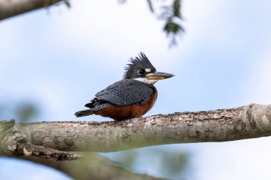 Miranda Pantanal, Mato Grosso do Sul, Brezilya 'da halkalı balıkçıya güzel bir manzara