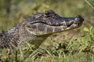 Miranda, Mato Grosso do Sul, Brezilya Pantanal 'ında Cayman' a güzel bir manzara