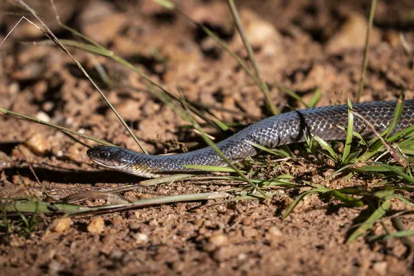 Miranda, Mato Grosso do Sul 'un Pantanal' ında yılan görmek için güzel bir manzara, Brezilya