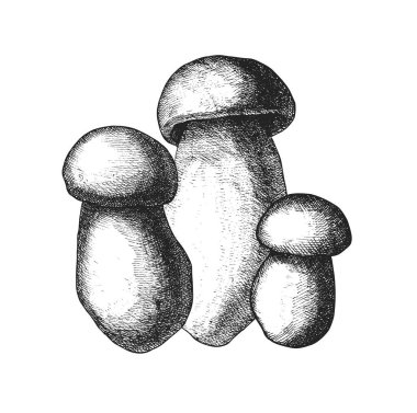 A detailed black and white sketch of three mushrooms, focusing on realistic shading and texture. The illustration captures the organic form and depth of each mushroom, emphasizing an artistic and clipart