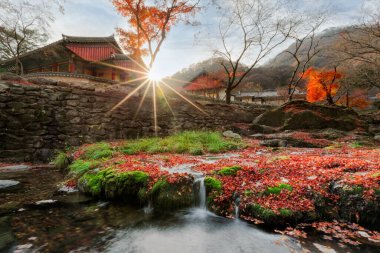 Kasımpatılarla dolu eski bir evin bahçesi.