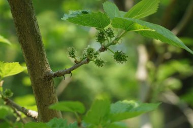 Kore 'de çekilmiş, taze meyve ve yeşil yapraklı Gasemulberry şubesi. Baharın erken meyve verme aşamasının net bir tasviri..