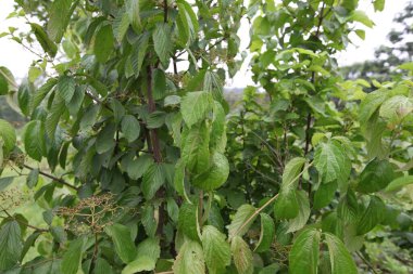 Kore 'nin yeşil kırsal kesiminde farklı yaprak şekli ve gelişen meyve kümeleri ile Viburnum dilatatum çalısının tam görüntüsü