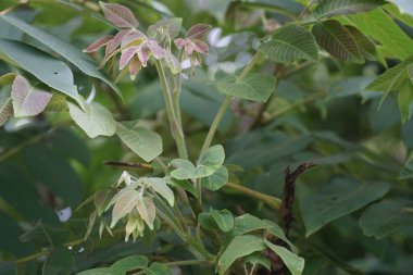 Yeni filizlenen yapraklar ve Mançurya cevizi filizlerinin (Juglans mandshurica) fotoğrafı. Genç kızılımsı yapraklar ince saçlarla kaplıdır ve olgun yeşil yapraklarla kontrasttır..