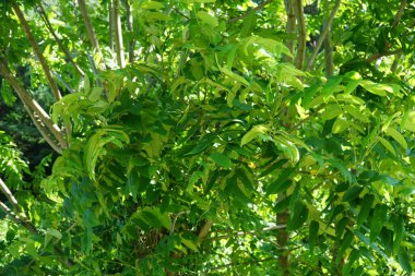 Yaz ışığında Juglans ağacının olgun yaprakları arasında yeni parlak yapraklar ortaya çıkıyor..