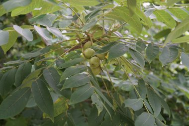 Dallarda yetişen yeşil Mançurya cevizi meyveleri, Kore 'de doğal bir ortamda fotoğraflandı..