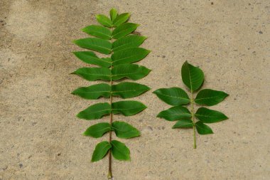 Bir beton yüzey üzerinde Kore cevizi (Juglans mandshurica) ve yaygın ceviz (Juglans regia) yapraklarının yan yana karşılaştırılması.