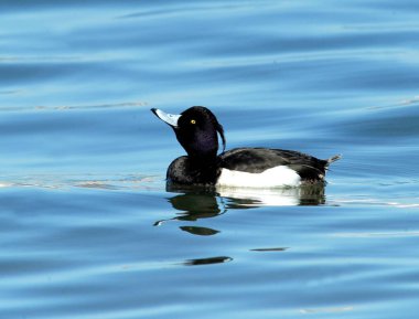 Siyah gövdeli, beyaz kanatlı, vurucu bir erkek ördek ve kafasında belirgin bir yumru canlı mavi suda yüzüyor. Kore 'de çekilmiş..