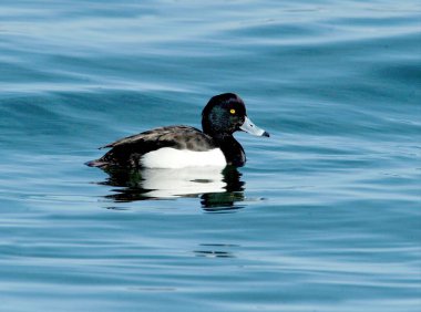 Parlak siyah tüylü ve beyaz kenarlı erkek bir Tufted Duck, mavi su üzerinde berrak bir yansıma ile sakince süzülür. Kore 'de çekilmiş..