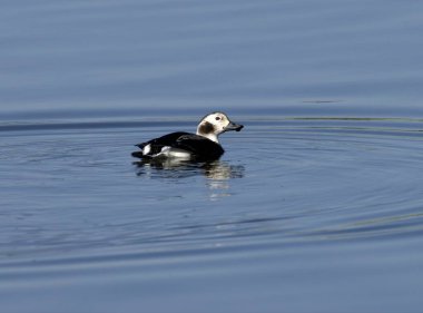 Dişi bir Uzun Kuyruklu Ördek yan profil içinde suyun üzerinde pürüzsüzce süzülür, ince tüylü detaylar görünür. Kore 'de çekildi..