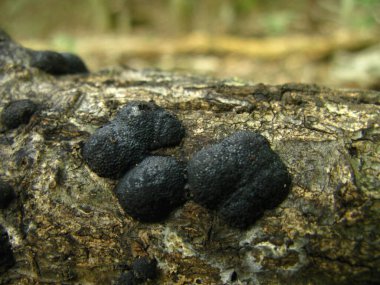 Siyah fasulye benzeri mantarlar (muhtemelen hipoksilon fuscum) nemli bir ormanda çürüyen odunlar üzerinde büyürler. Bu küçük kümelenmiş mantarlar karanlık, yuvarlak meyveli vücutlar oluşturur ve ahşap çürümesinde rol oynar..