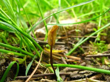 Çoklu Typhula phacorrhiza mantarları bir orman ortamında yaprak çöplüğü ve toprak üzerinde birlikte büyüyorlar. Kore 'de çekilmiş..