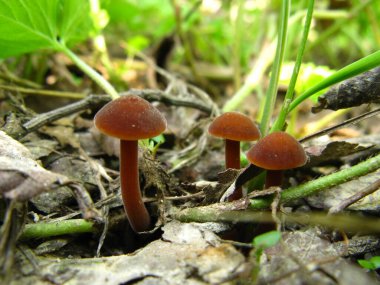 Kore ormanlarında yakalanan iki kırmızı-kahverengi mantar yaprak yığınının arasında birbirine yakın büyüyor..