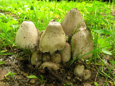 Erken büyüme aşamasında birkaç genç Coprinopsis cinerea mantarı, kubbe şekilli kapaklar ve kompakt gruplama