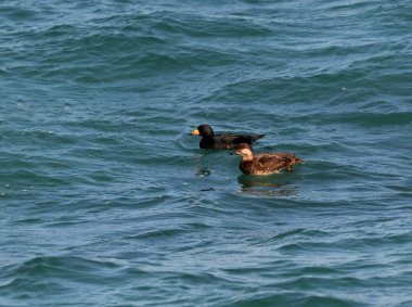 Bir grup İskoç (Melanitta nigra) senkronize bir şekilde suya yakın uçuyor. Kore kıyılarında yakalandı..