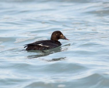 Bir grup siyah İskoç (Melanitta americana) okyanusta birlikte yüzüyor, senkronize hareket ve belirgin koyu renk tüylerini gösteriyorlar..