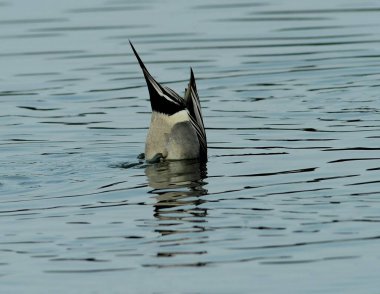 Kuzey kanat kuyruğu, zarif boyunlu ve uzun kuyruklu göçmen bir su kuşu türüdür. Kışın Kore göllerinde sıkça görülen bu ördek zarif yüzüşü ve ince tüyleriyle tanınır..