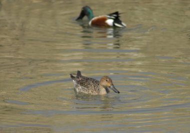 Kore 'de çekilmiş, benekli kahverengi tüylü ve büyük spatula şeklindeki gagalı dişi bir Northern Shoveler (Anas clypeata) resmi. Vahşi yaşam ve sulak arazi ekosistem temaları için uygundur.