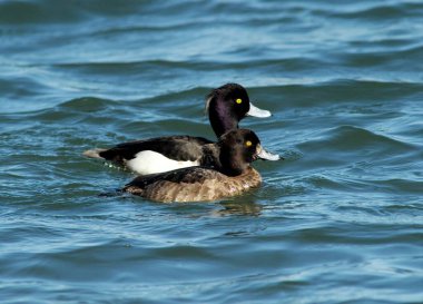 Erkek ve dişi bir Tufted Duck dalgalı suda yan yana yüzerek tüylerini ve cinsel dimorfizmini gösteriyor. Kore 'de çekilmiş..