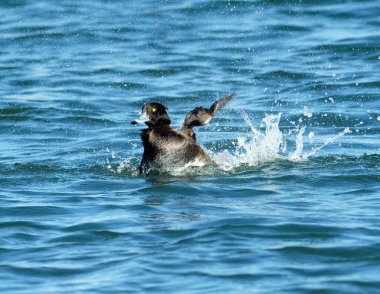 Erkek bir Tufted Duck enerjik bir şekilde suya sıçrar, hareket yaratır ve her yöne damlatır. Kore 'de vuruldu..