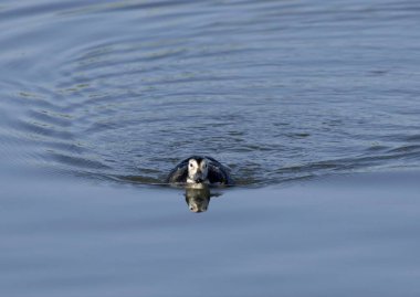 Dişi bir Uzun Kuyruklu Ördek (Clangula hyemalis) doğrudan kameraya doğru yüzerek dalgalanmalar ve mükemmel bir su yansıması yaratır. Kore 'de yakalandı..