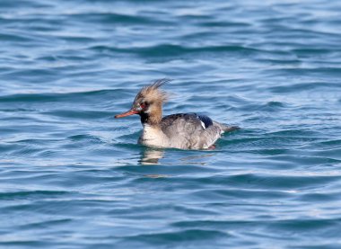 Kırmızı göğüslü dişi bir Merganser (Mergus serrator) dikenli bir ibikli ve kırmızı gagalı sakin mavi su üzerinde zarafetle yüzer. Kore 'de yakalandı..