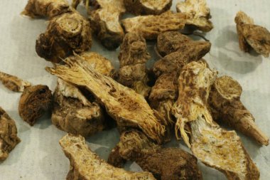 Geleneksel bitkisel tıpta kullanılan kurutulmuş bir grup Atractylodes mızrak kökü. Kabataslak dış doku ve lifli yapı gösteriliyor.