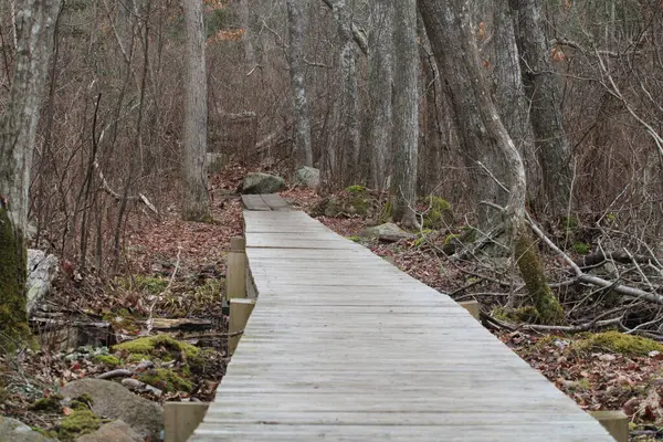 Massachusetts 'in güney kıyısındaki Dartmouth kasabasında yükseltilmiş ahşap platformlarla yoğun orman yürüyüş yolu. 